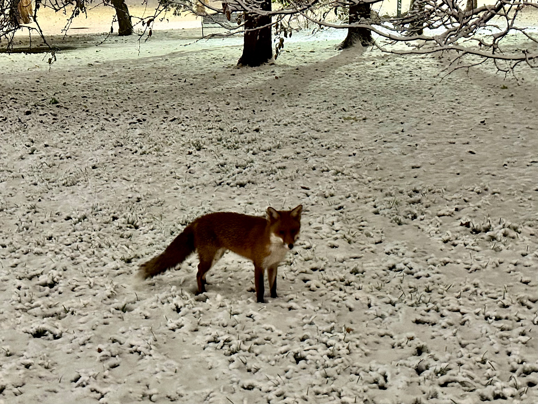 A friendly fox stood very close to us in the snow