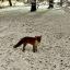 A friendly fox stood very close to us in the snow