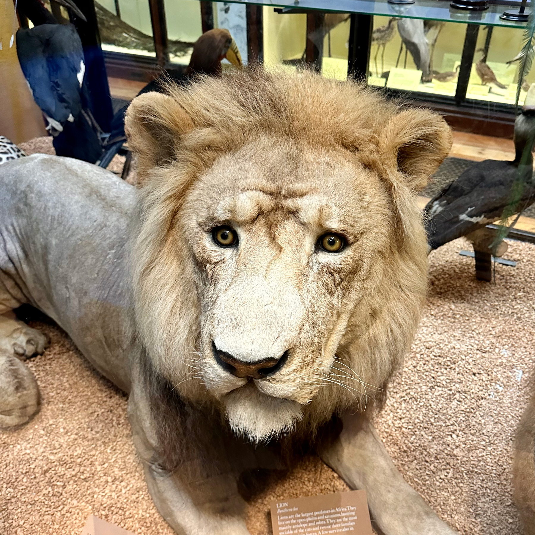 A lion looking very concerned that somebody killed and stuffed him