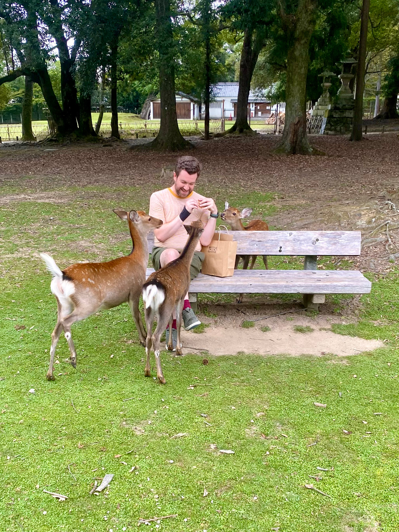 Me sat on a bench feeding three deer