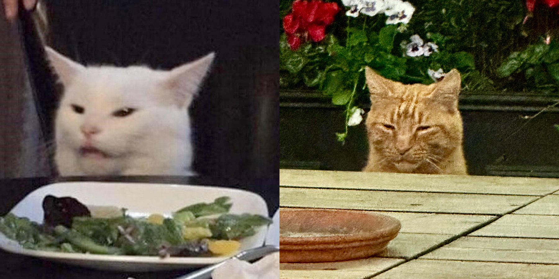 A comparison of the Smudge meme and a pub cat. Both are sat at a table looking unhappy with a plate in the foreground