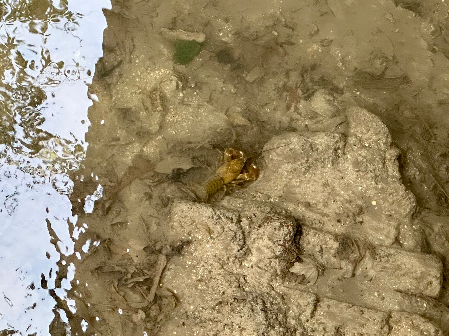 A crayfish visible at the bottom of a very clear stream.