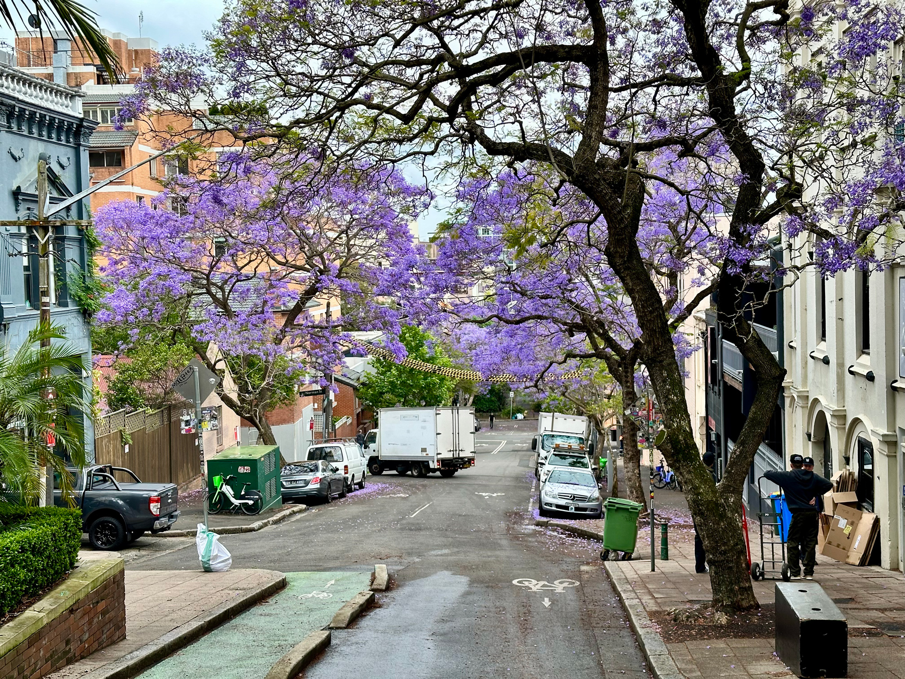 Trees with bright purple blossoms lining a small street