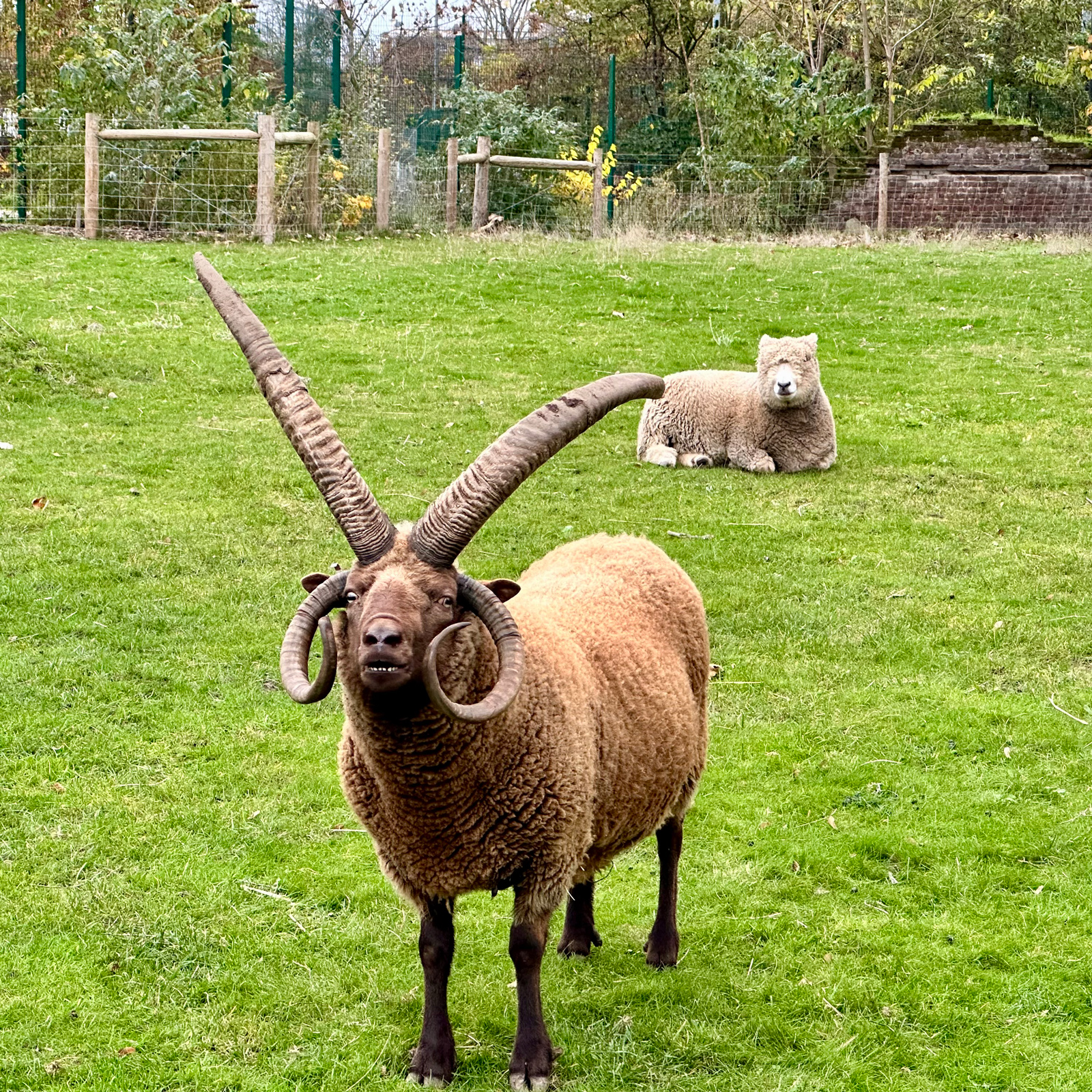 A sheep with a very impressive double set of horns
