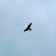 A Red Kite flying low, taken from beneath it. It has broad wings and a slightly forked red tail