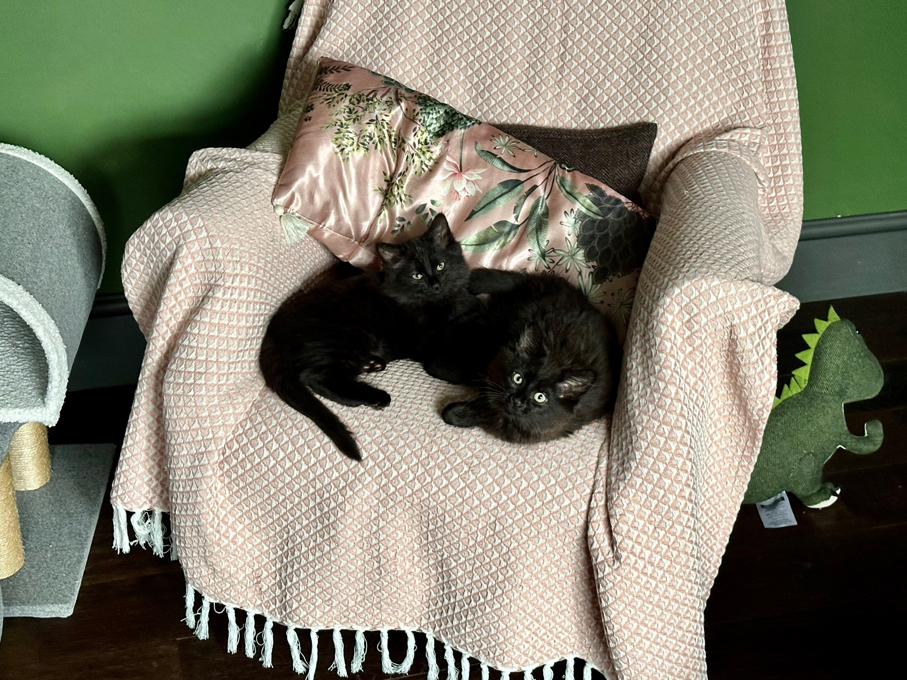 Two little black cats curled up together on a blanket-covered armchair. They're looking at the camera
