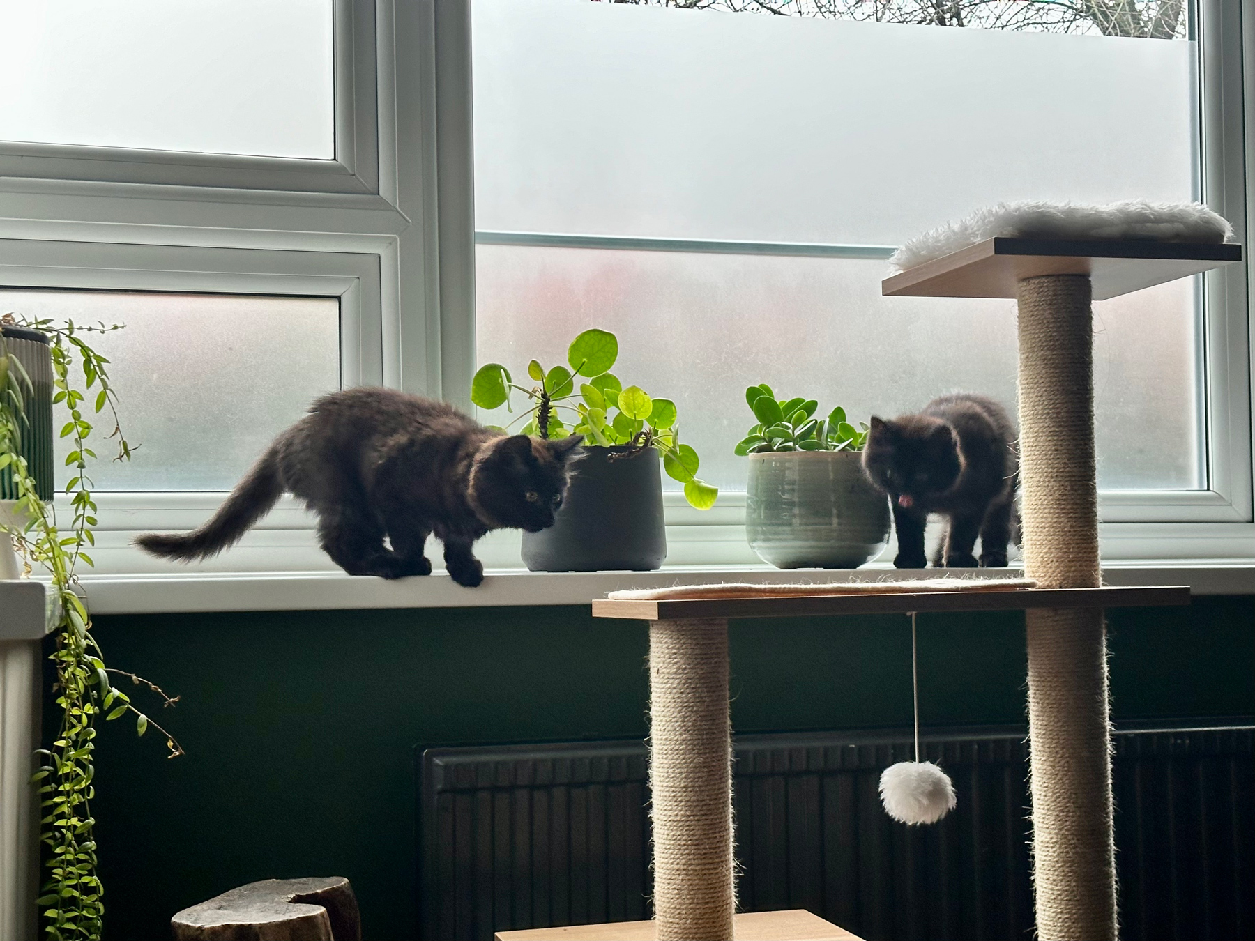 Two cats about to leap from a windowsill onto a wooden cat tree. One is focused on the platform, the other has his tongue out and looks like a bit of an idiot