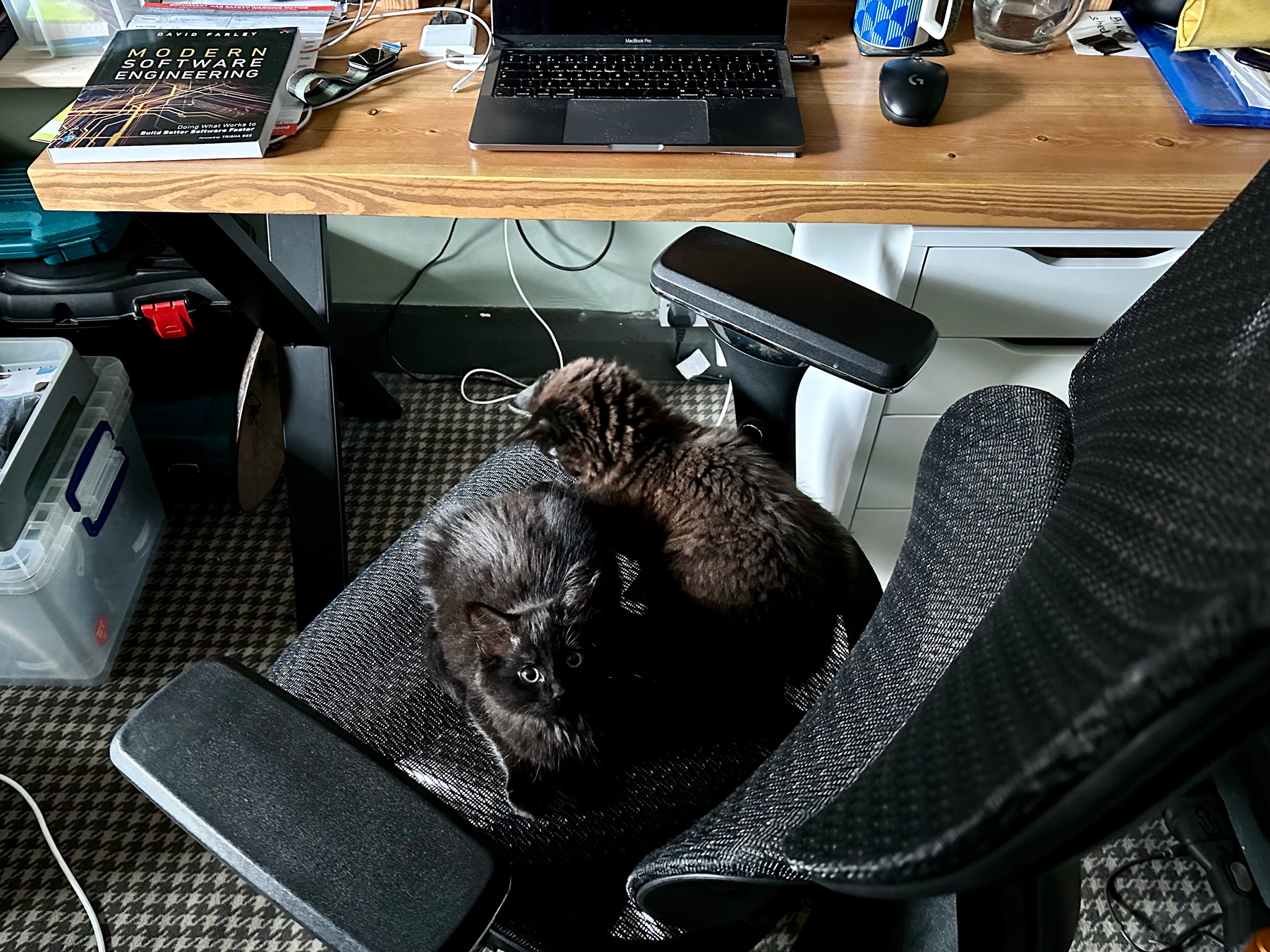 Two black and brown kittens sitting on an office chair looking like they're supposed to be there