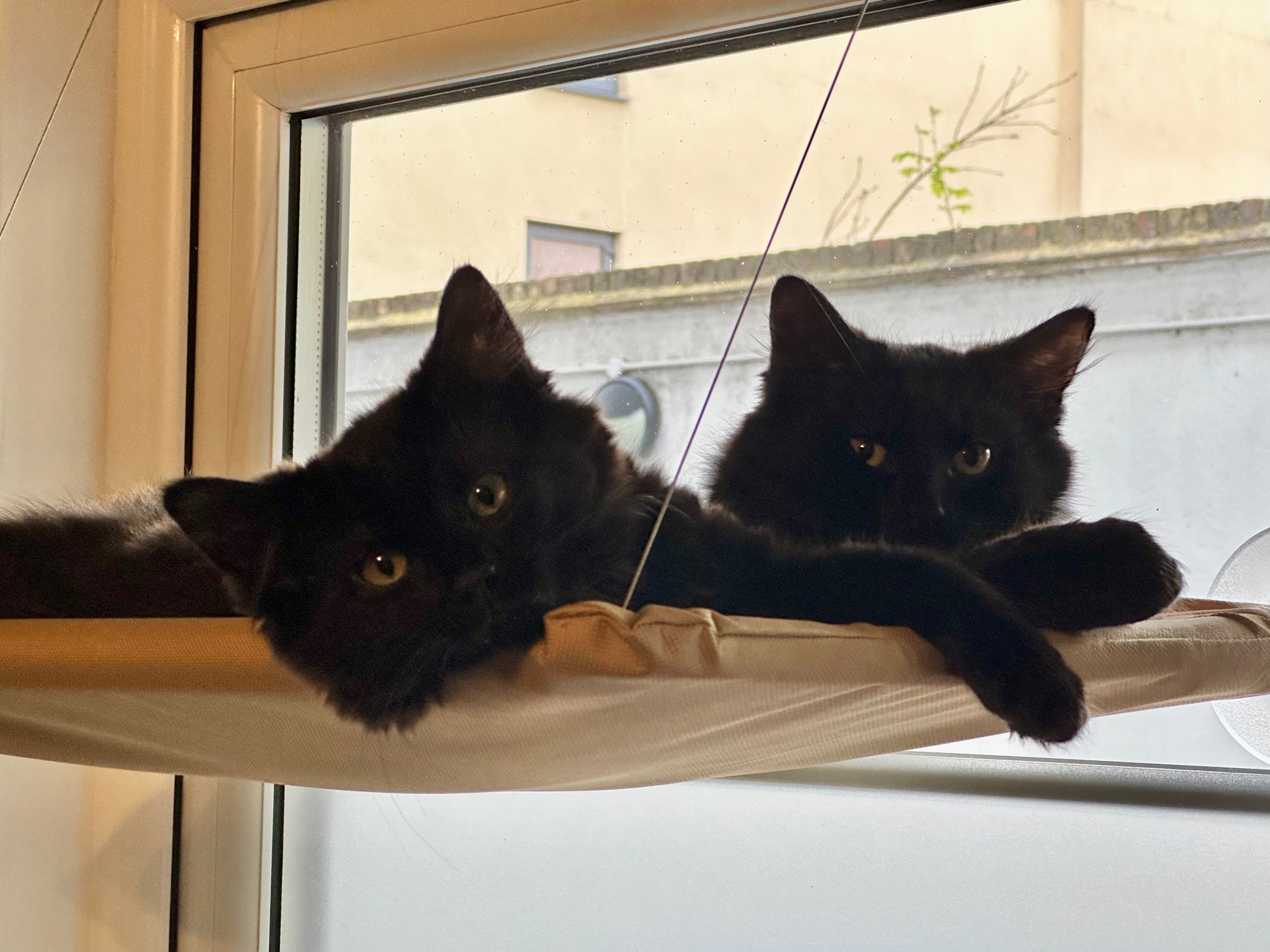 Two cute black kittens laying side by side in a window-mounted cat hammock. They look sleepy.