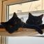 Two cute black kittens laying side by side in a window-mounted cat hammock. They look sleepy.
