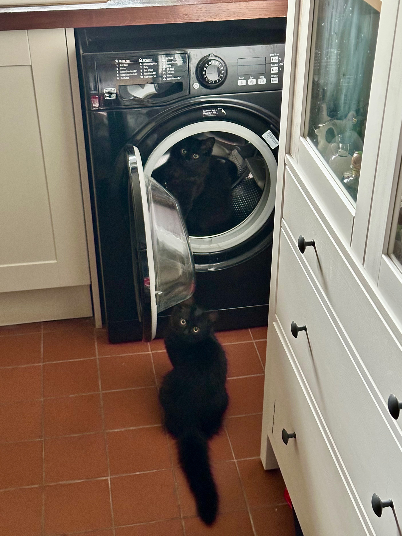 On small black kitten inside a washing machine with another sat beside it. They're both looking at the camera with an expression of guilt.