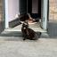 Douglas Fir, a small black and brown kitten, stood just outside the front door of our flat, looking wary