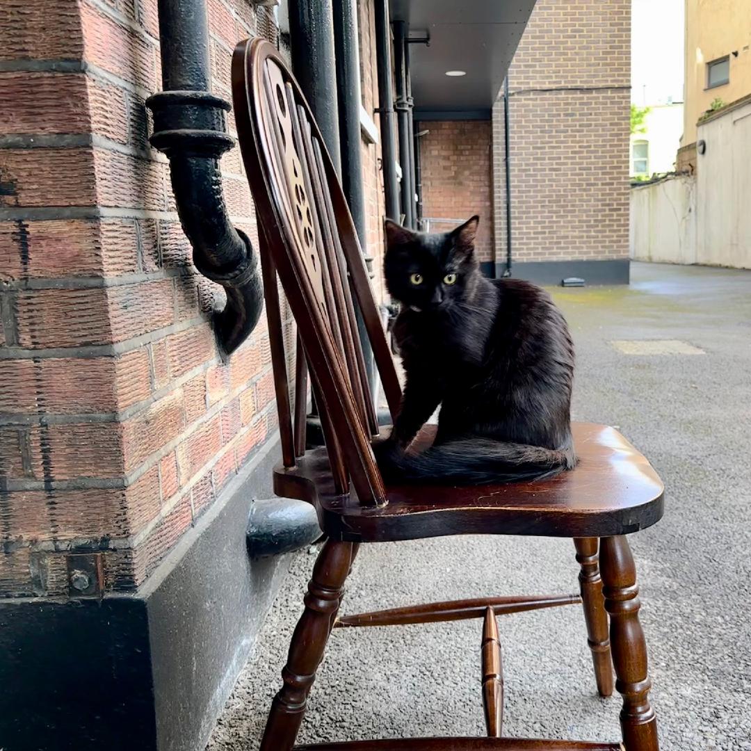 Tom Barnaby, a small black and brown kitten, sat on a chair outside our house