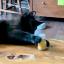 Douglas Fir, a small black cat, playing with a bottle of Moju