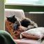 A black and brown cat draped over a carpet-textured cusion, fast asleep and looking peaceful