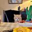 Kevin, a small ginger cat, sat up at the table like a human.