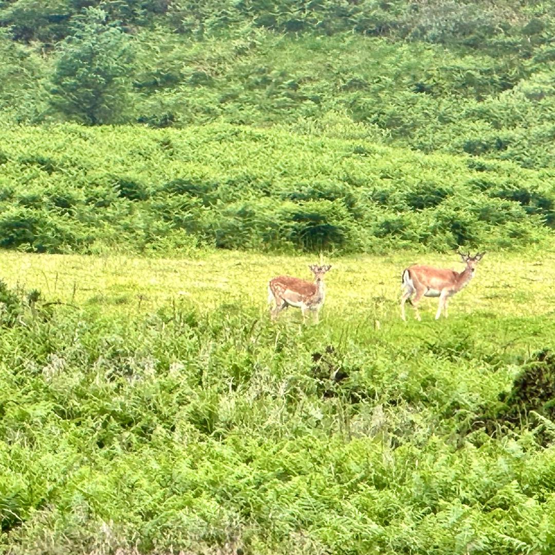 A stag and a doe looking towards the camera, they seem surprised to see us