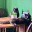 Two fluffy black cats looking unnecessarily guilty while they chew on a tuft of cat grass