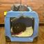 Two black cats, one inside a large crate and another laying on top