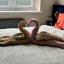Four towels folded into swan shapes, the necks and beaks of the swans form a heart.