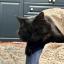 A cute black cat with his head poking out from beneath a duvet. He looks very peaceful.