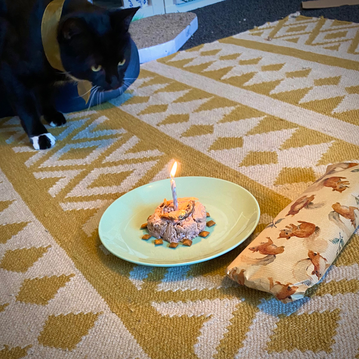 A cake made of tuna and whole small fish, surrounded by a ring of dreamies, and topped with a candle. Tootsie is being held back from eating the cake while the candle is lit.