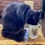 A little black cat drinking from a commemorative Royal Marriage mug