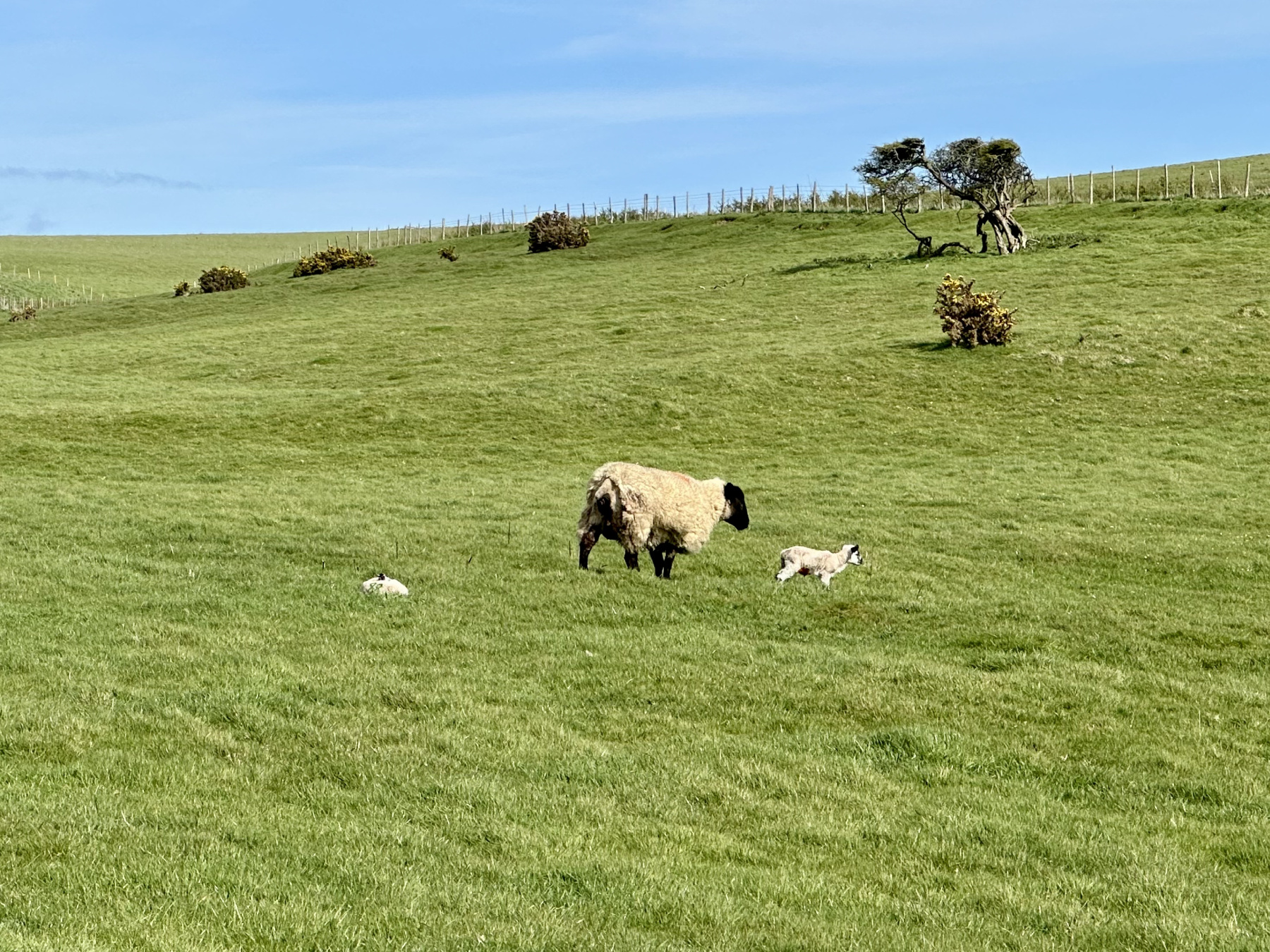 Two very small lambs following their mother around