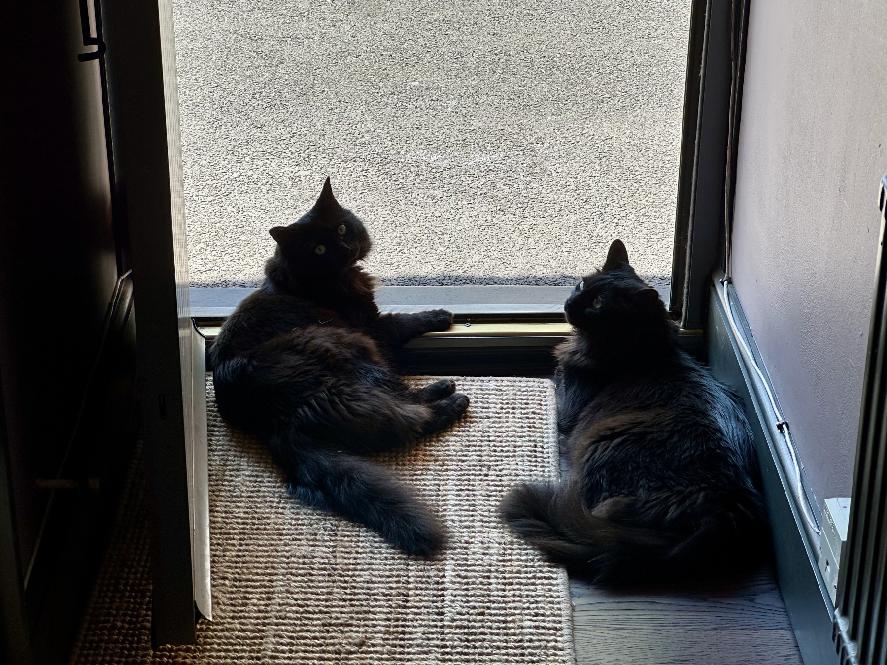 Two black cats sitting inside the entrance of our flat, enjoying the breeze but staying out of the sun