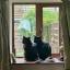 Two black cats sat in exactly the same position next to each other on a windowsill, looking over their shoulders at the camera