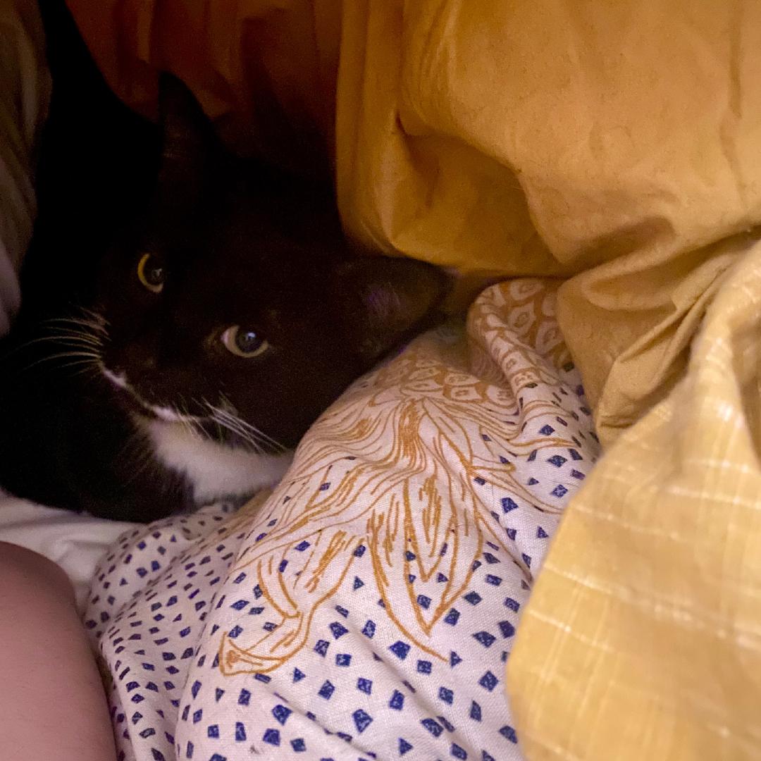 Tootsie snuggled up under the duvet in bed