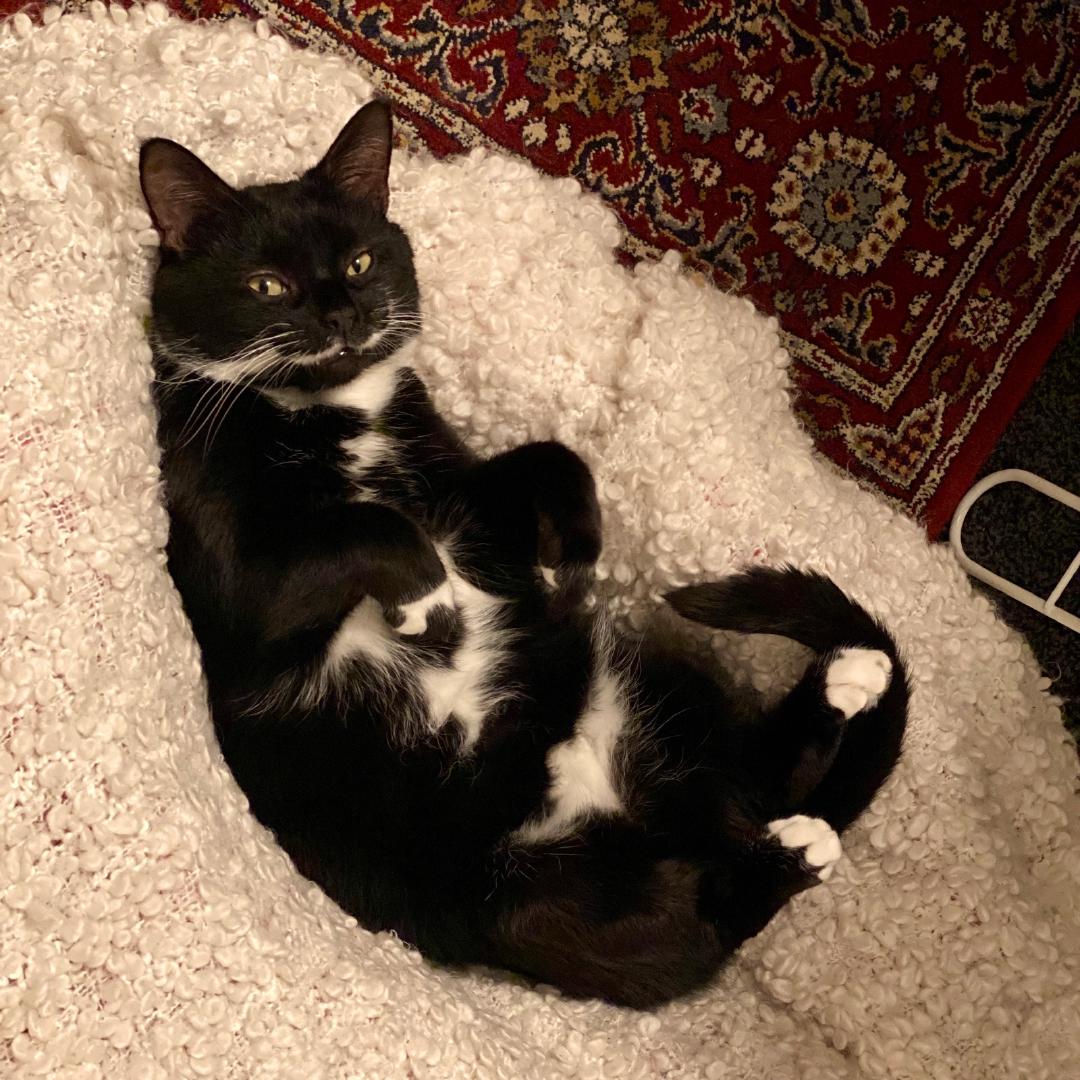 Tootsie laying on his back on his favourite blanket