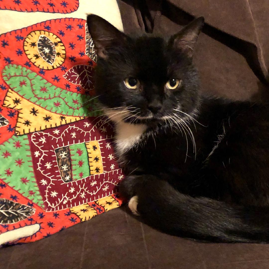 Tootsie getting comfortable on the sofa