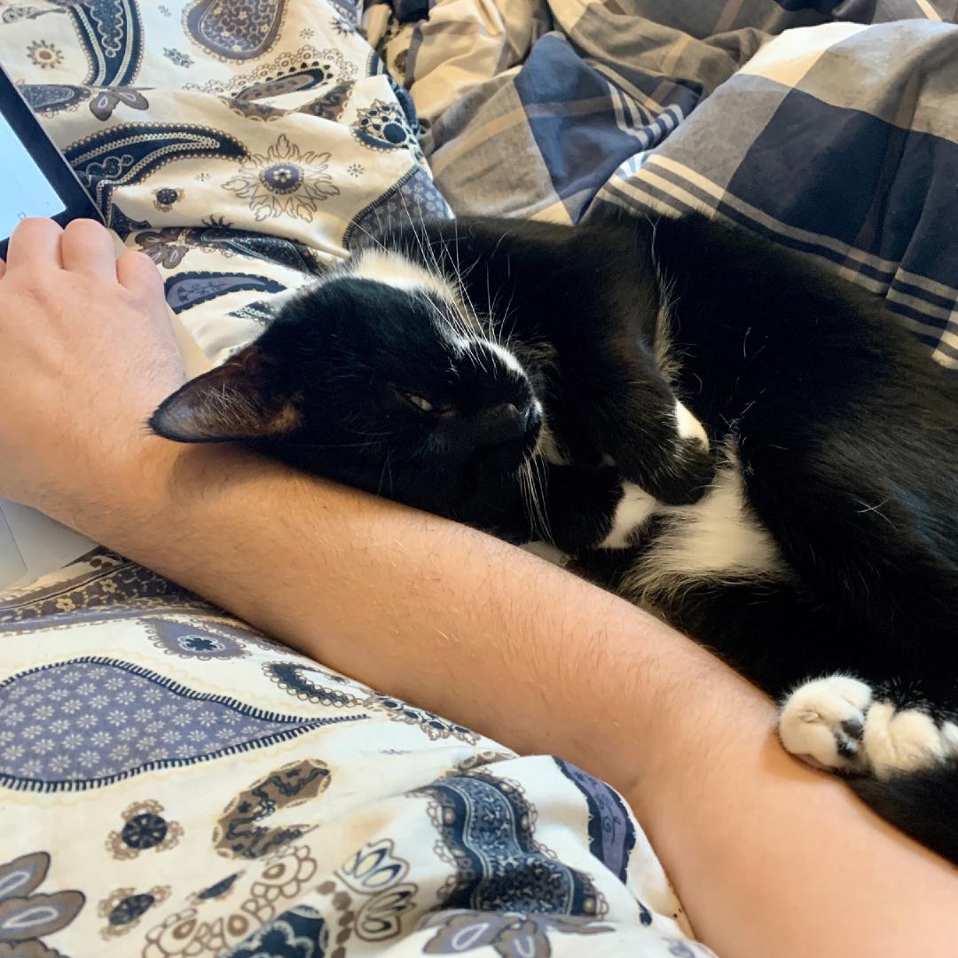 Tootsie laying along the length of my arm while I'm trying to use my laptop