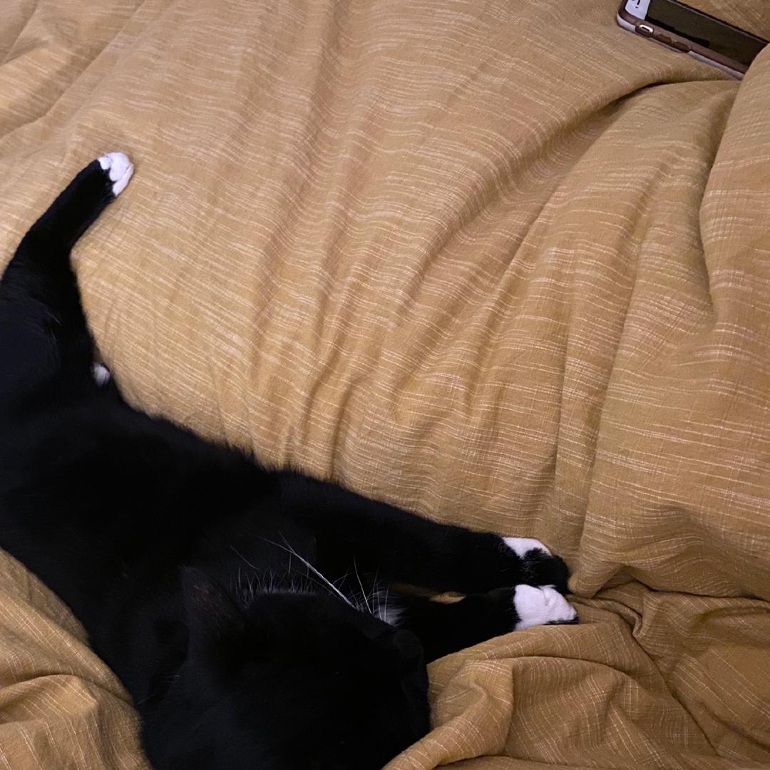 Tootsie laying between Charlotte and I on the bed