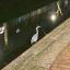 A heron standing at the edge of a canal at night