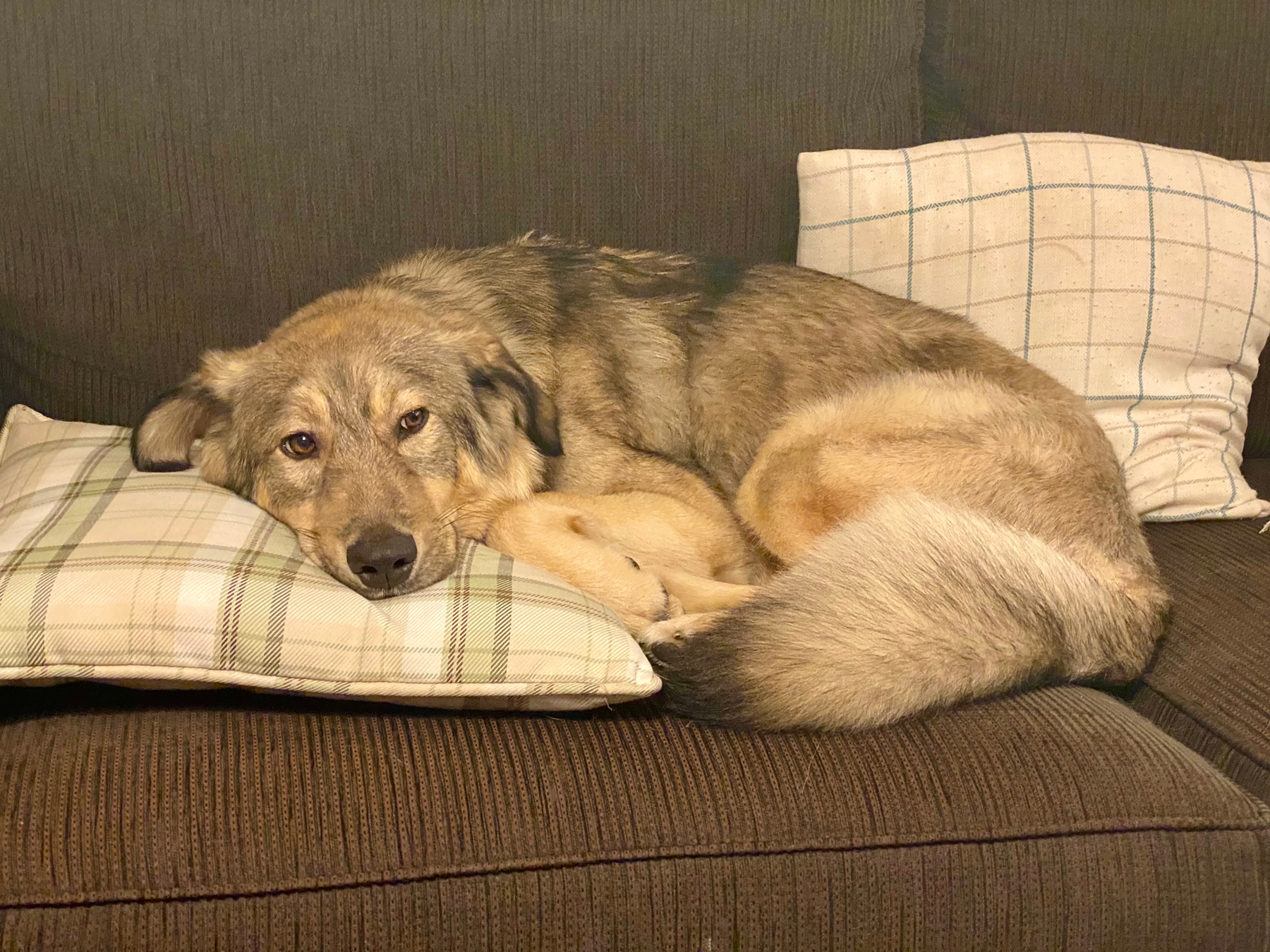 A cute dog resting his head on a pillow