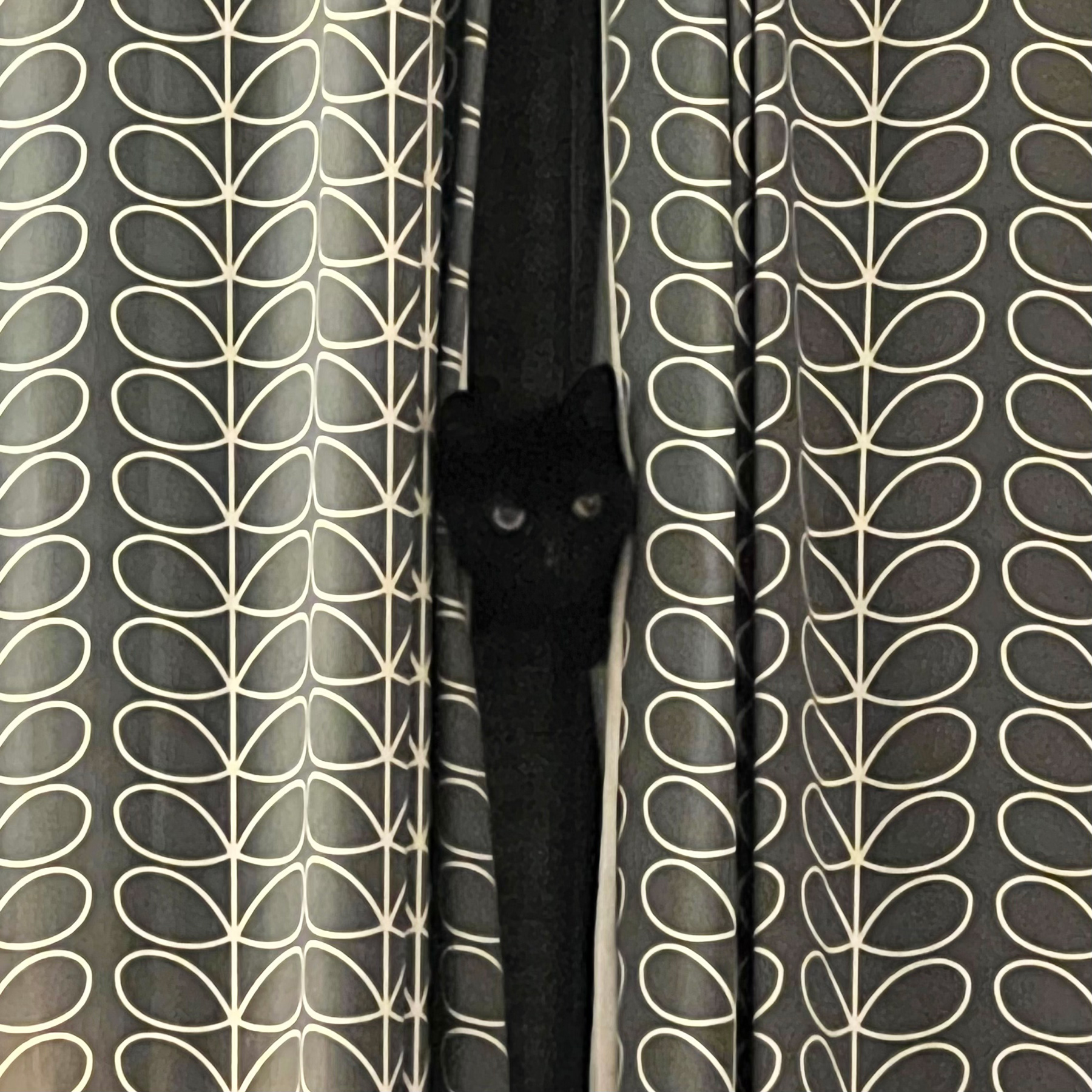 A small black cat poking her head through some curtains